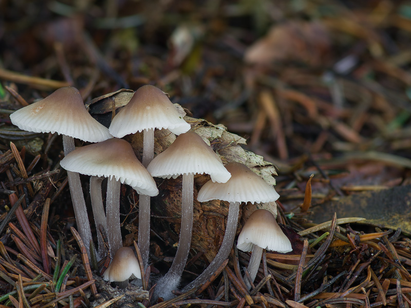 Mycena zephirus